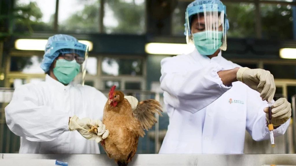 Paraná declara estado de emergência devido a casos de gripe aviária