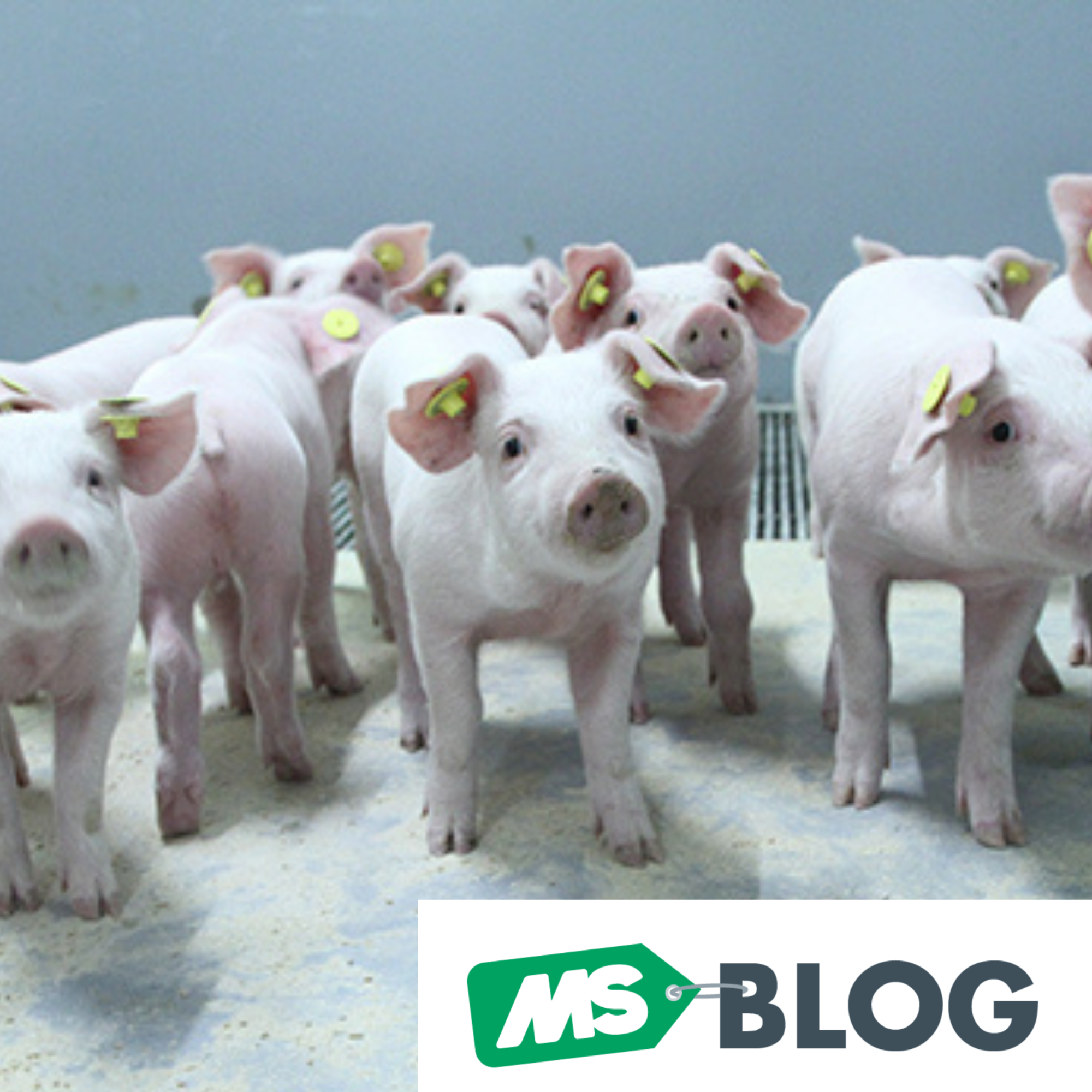 Arrancada de leitões na creche: a conta fecha?