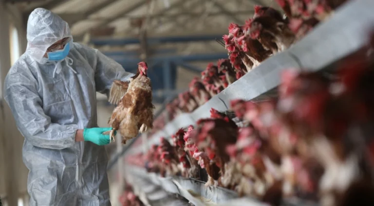 Japão suspende importações de carne de aves de SC devido à gripe aviária