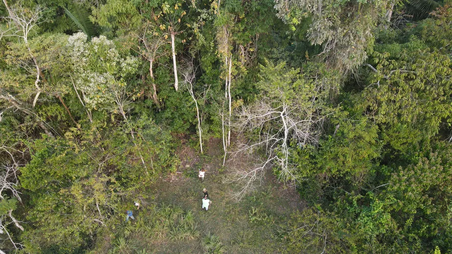 Mato Grosso investe em manejo florestal para reduzir emissões de carbono Mato Grosso investe em manejo florestal para reduzir emissões de carbono