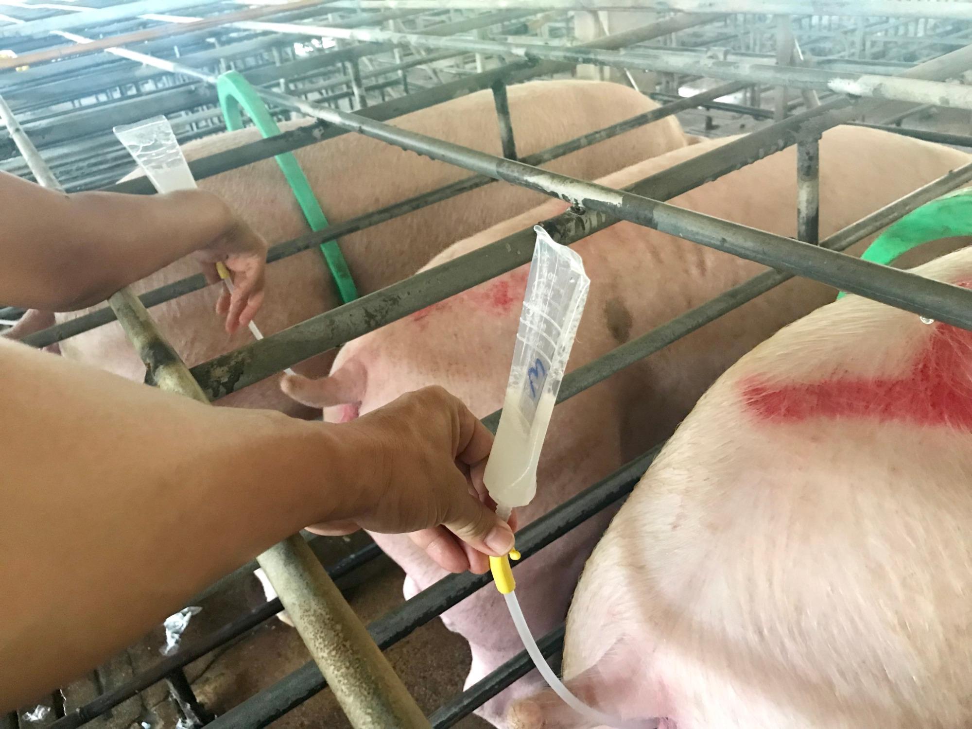 Inseminação Artificial em suínos no Brasil: biotecnologias e atualidades do mercado