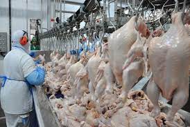 Produção de carne de frango deve atingir 15,21 milhões de toneladas, estima Conab Produção de carne de frango deve atingir 15,21 milhões de toneladas, estima Conab