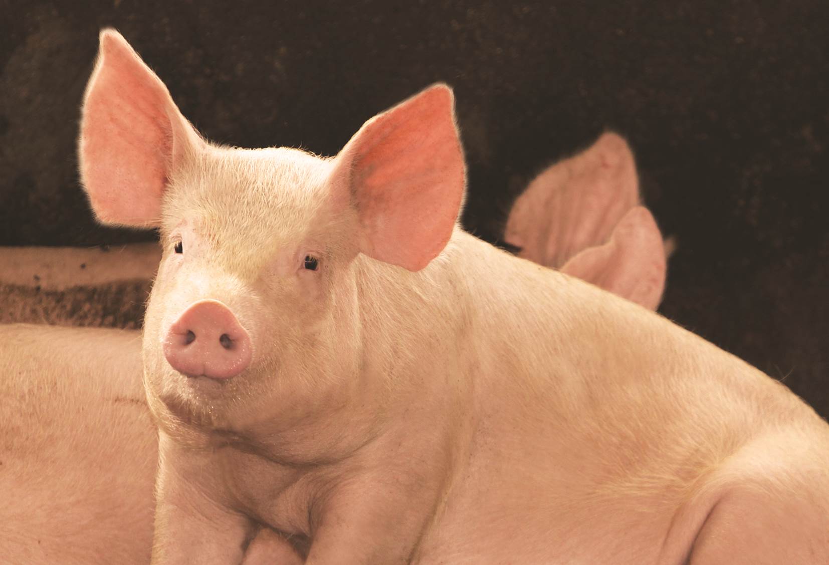 Recentes avanços relacionados à taxa de lotação e espaço de comedouro para suínos - Por Lucas Rodrigues