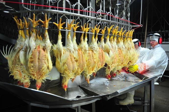Exportações de frango halal a países muçulmanos crescem 14,5%
