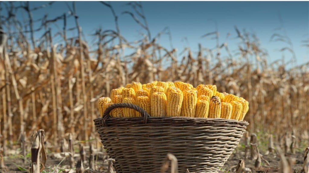 Colheita de milho em MT atinge fase final com rentabilidade comprometida Colheita de milho em MT atinge fase final com rentabilidade comprometida