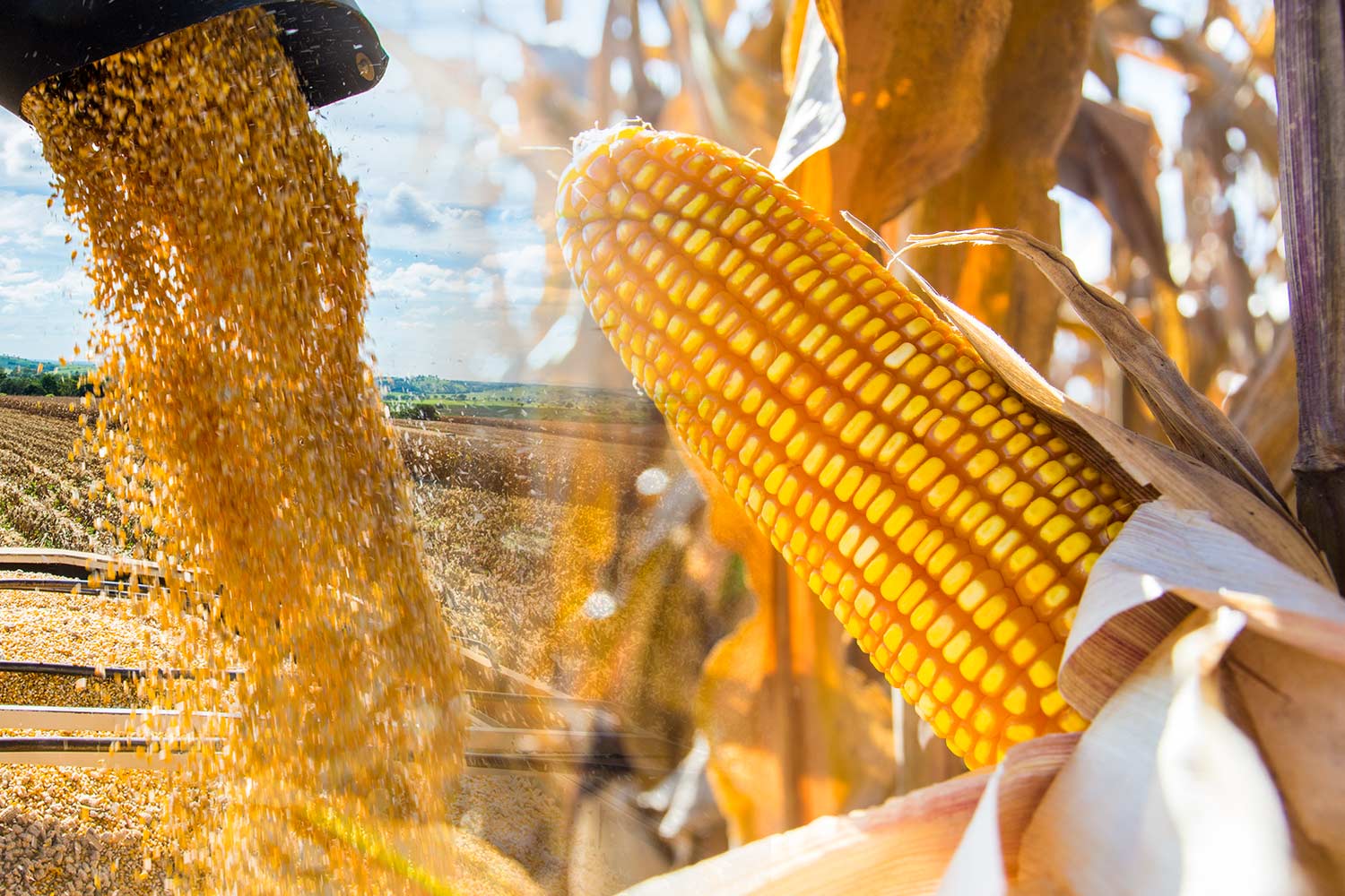 Produtores contam com estabilidade nas cotações do milho Produtores contam com estabilidade nas cotações do milho