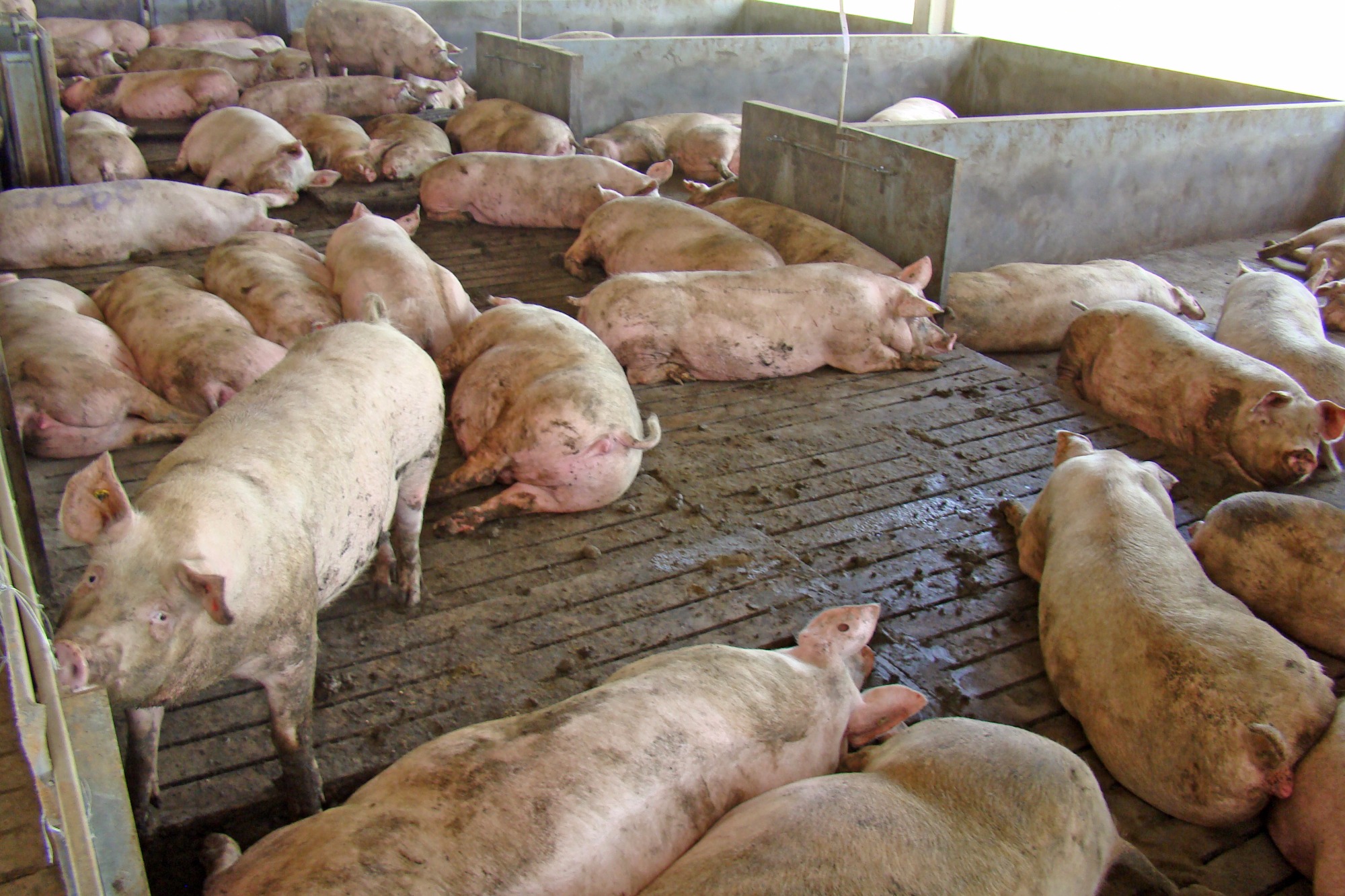 Rebanho de matrizes da China cresceu ligeiramente nos primeiros dois meses de 2021