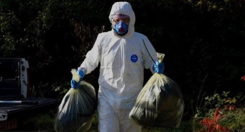 Influenza aviária é encontrada em lontras e raposas no Reino Unido