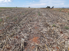 A importância da cultura do milho para o manejo de plantas daninhas resistentes a herbicidas A importância da cultura do milho para o manejo de plantas daninhas resistentes a herbicidas