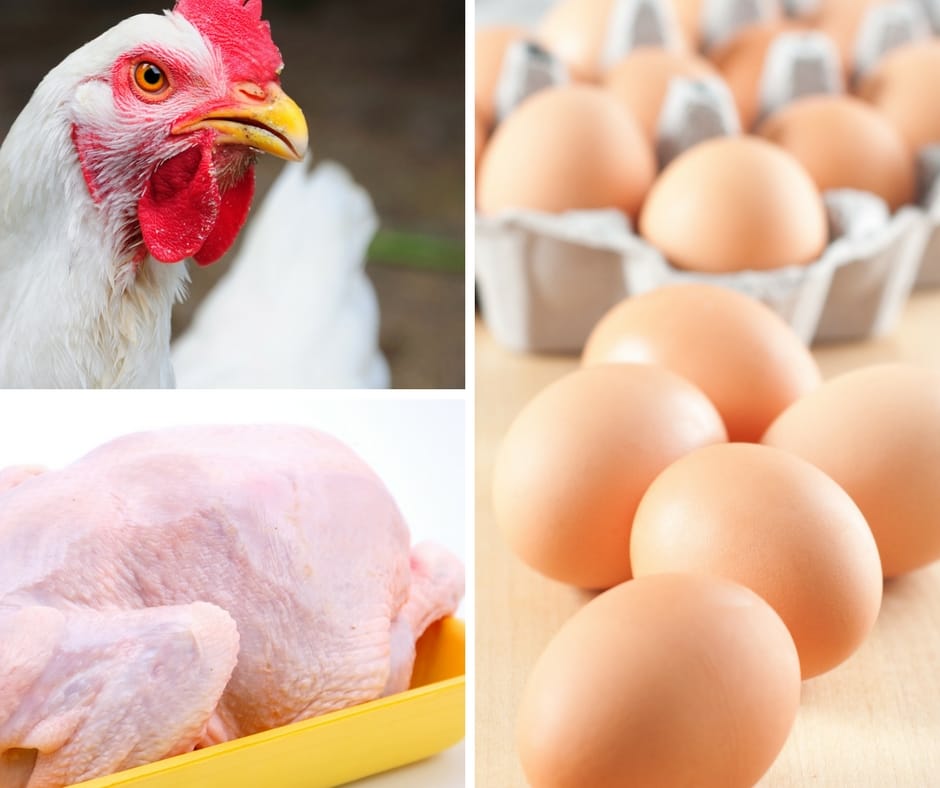 Avicultores bolivianos alertam para escassez de frango e ovos devido a conflitos