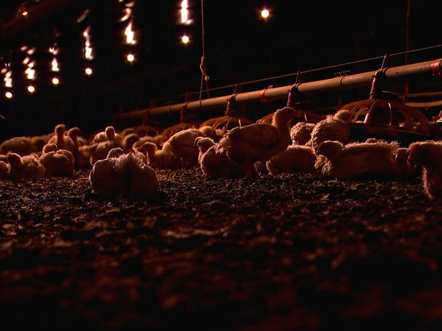 Avicultores apostam em "granja dark" para aumentar produtividade