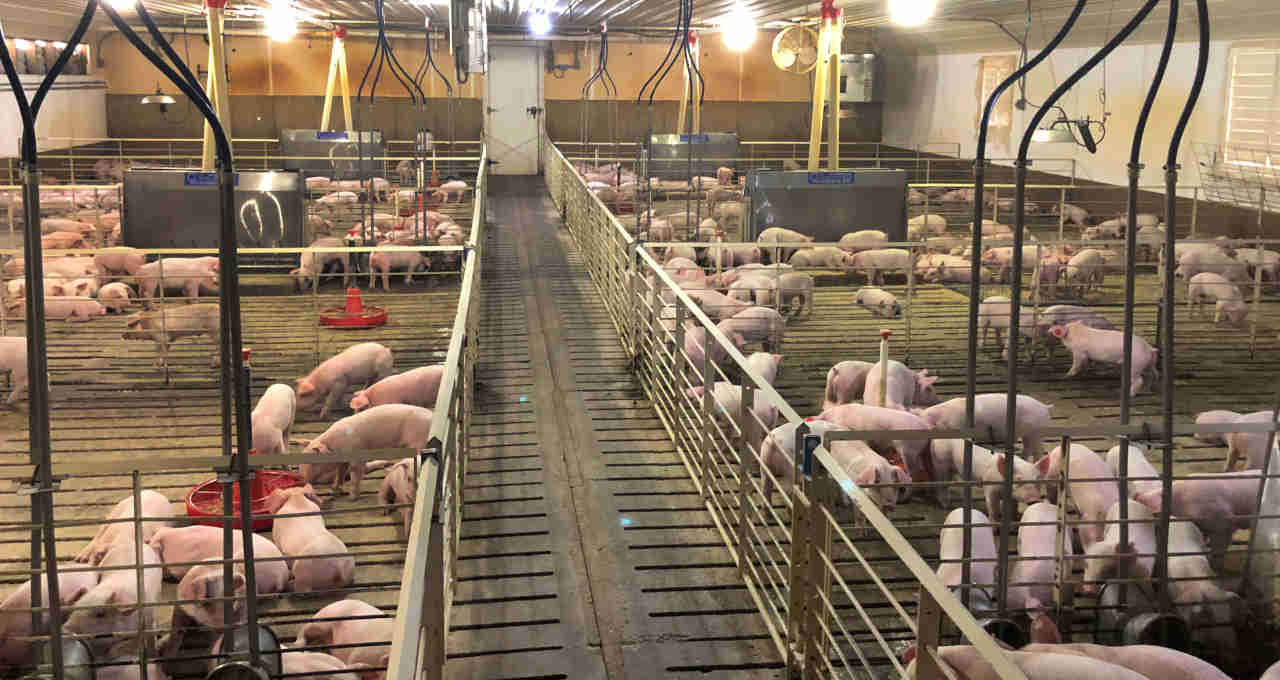 Brasil pede à Rússia maior prazo para cota de carne suína e agilidade em licenças