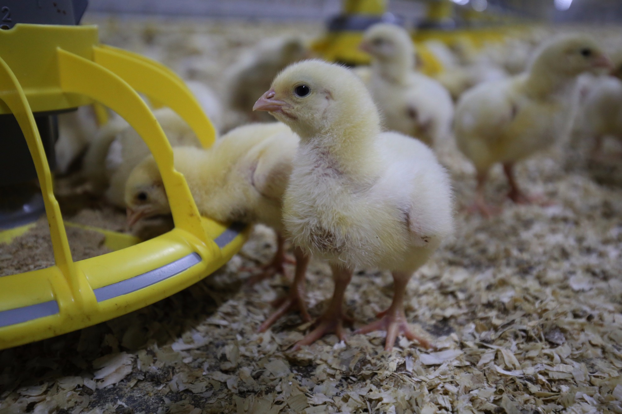Eficiente, sistema de comedouro considera a conversão de ração e interação animal