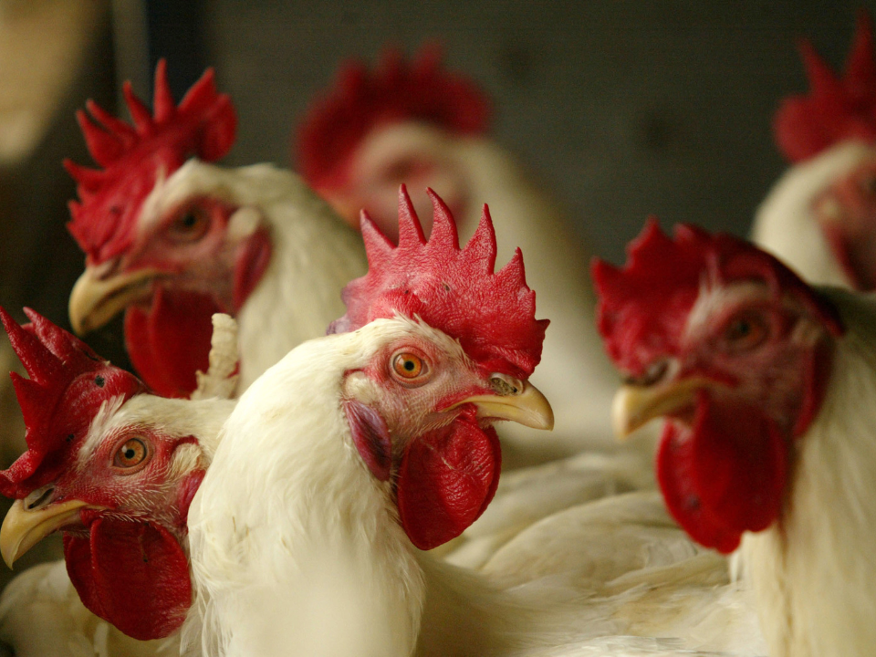 Cotações do frango vivo em alta: avicultores paulistas colhem benefícios Cotações do frango vivo em alta: avicultores paulistas colhem benefícios