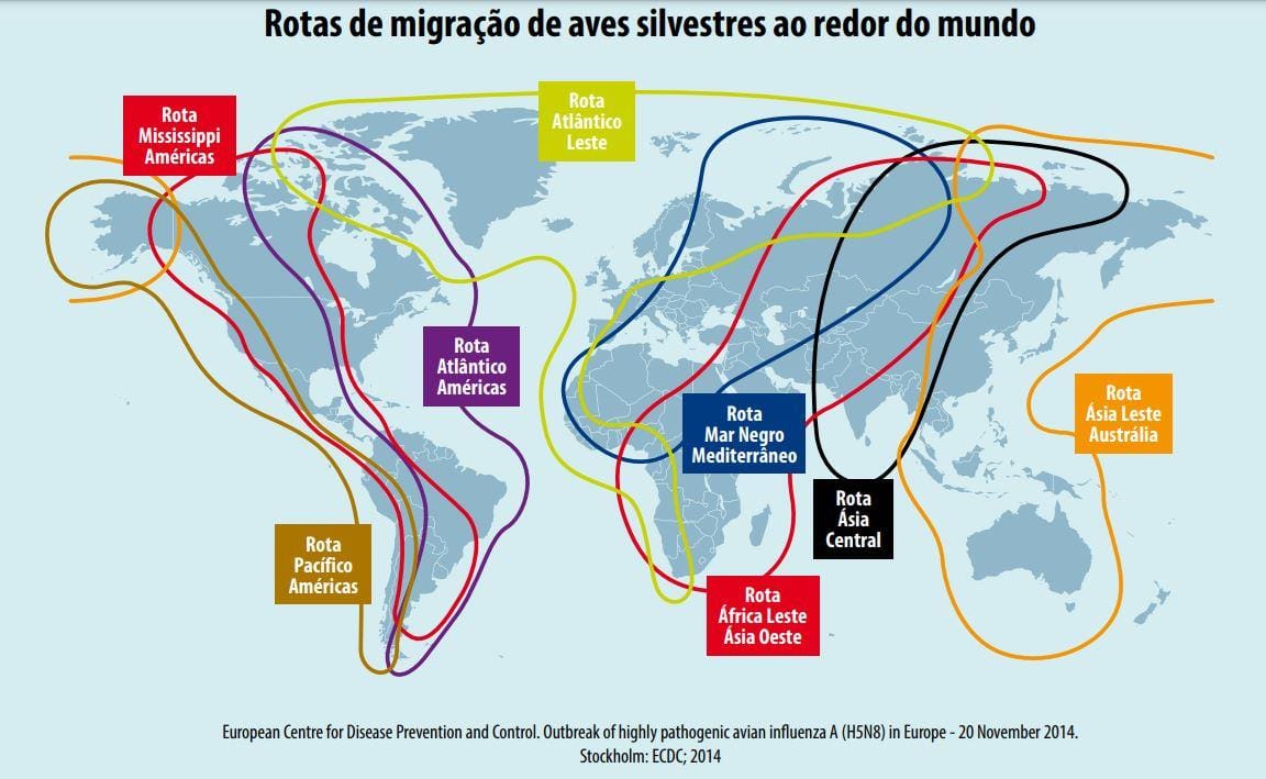 Aves selvagens migratórias carregam vírus da Influenza Aviária e colaboram para disseminação em longas distâncias