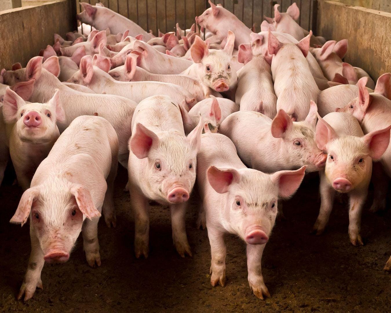 Espanha exporta 5% menos carne suína devido à inflação e queda nas vendas à China Espanha exporta 5% menos carne suína devido à inflação e queda nas vendas à China