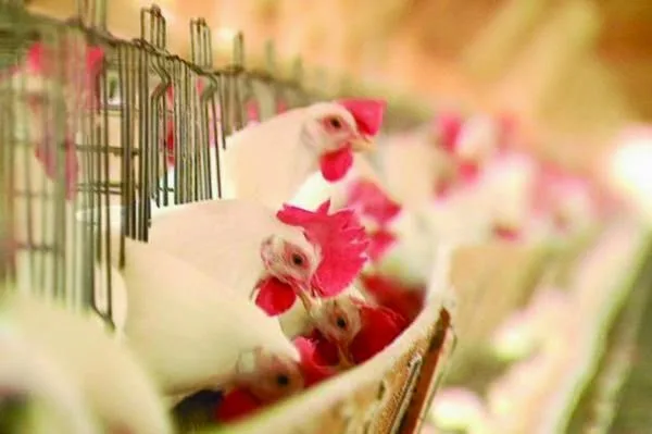 Líder em operação hoteleira adota política global livre de gaiolas