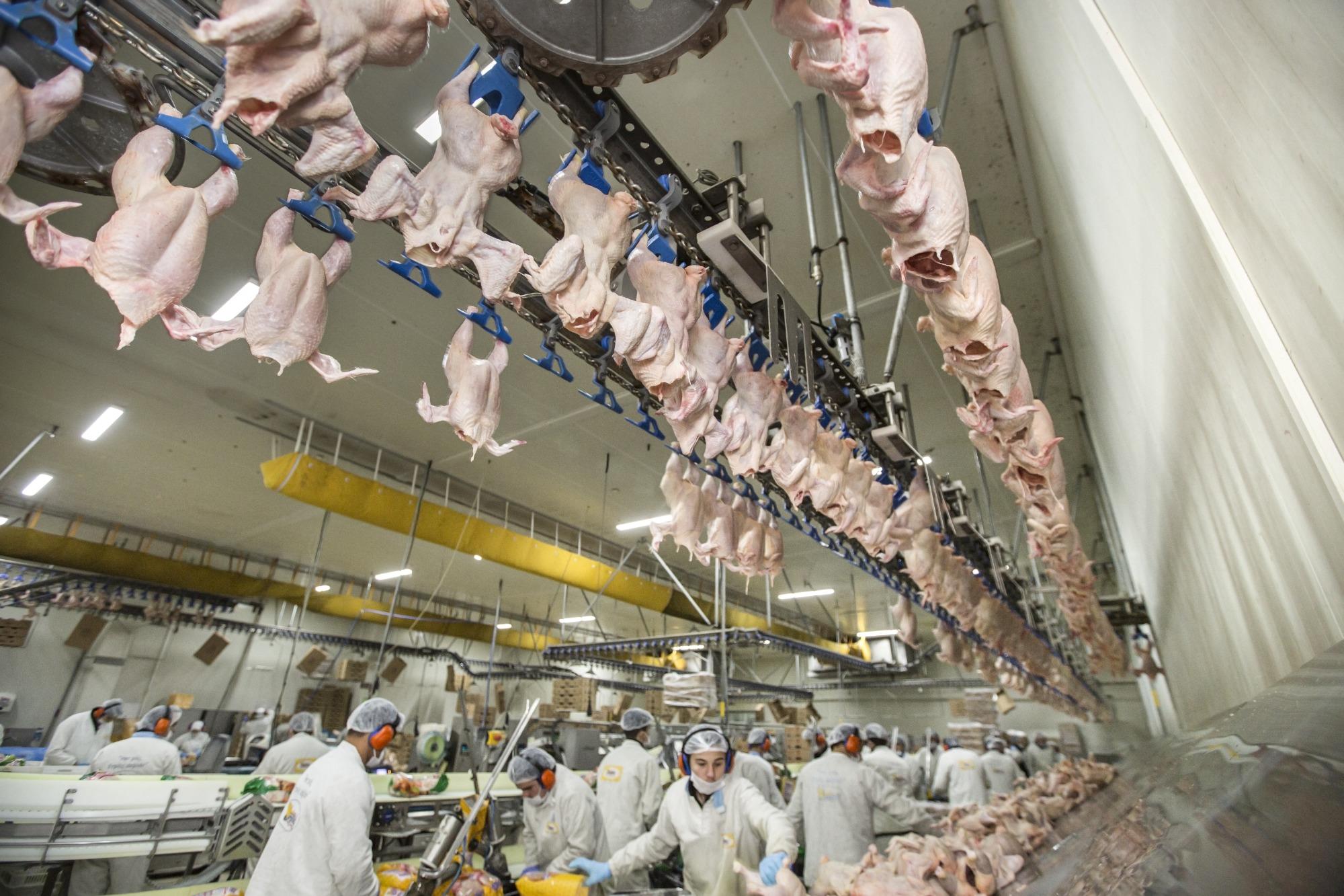 Fatores de risco relacionados com as perdas por celulite em frango de corte Fatores de risco relacionados com as perdas por celulite em frango de corte