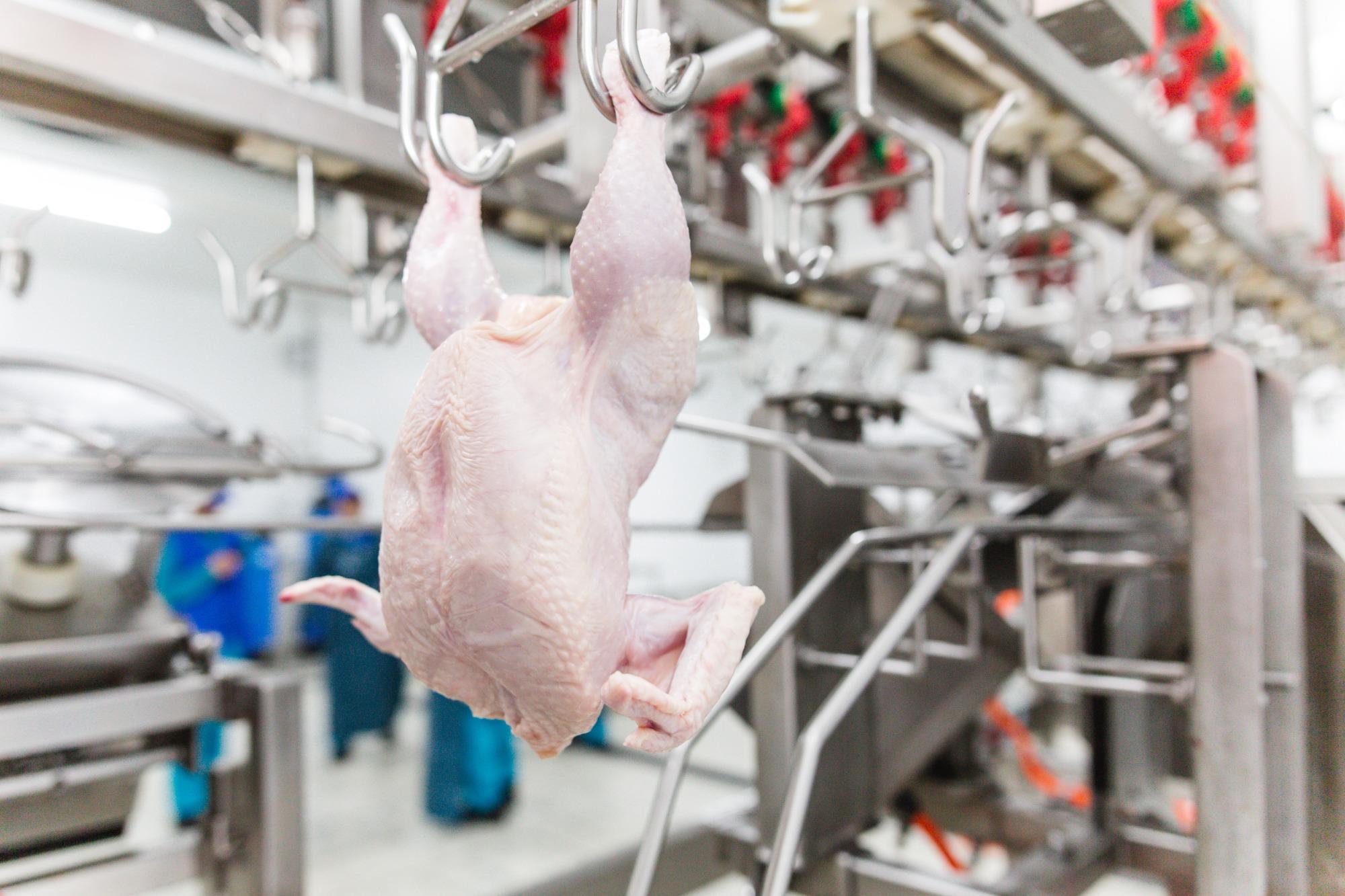 Governo de Cuba compra carne de frango dos EUA por 28,3 milhões de dólares Governo de Cuba compra carne de frango dos EUA por 28,3 milhões de dólares