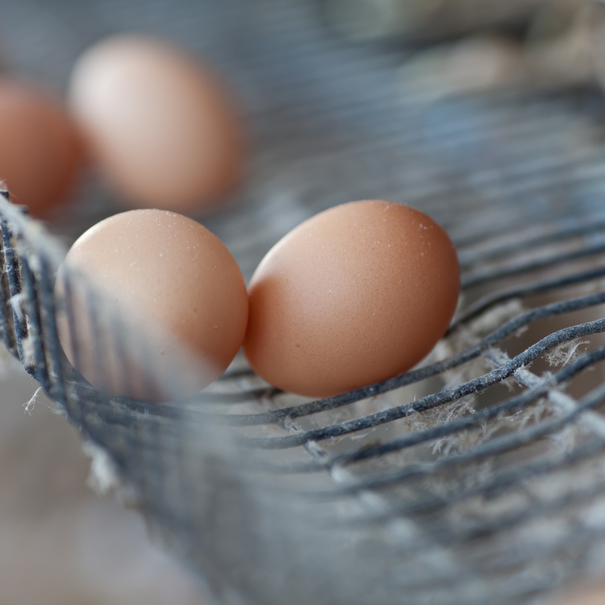 RS terá ovos certificados com a garantia de bem-estar animal