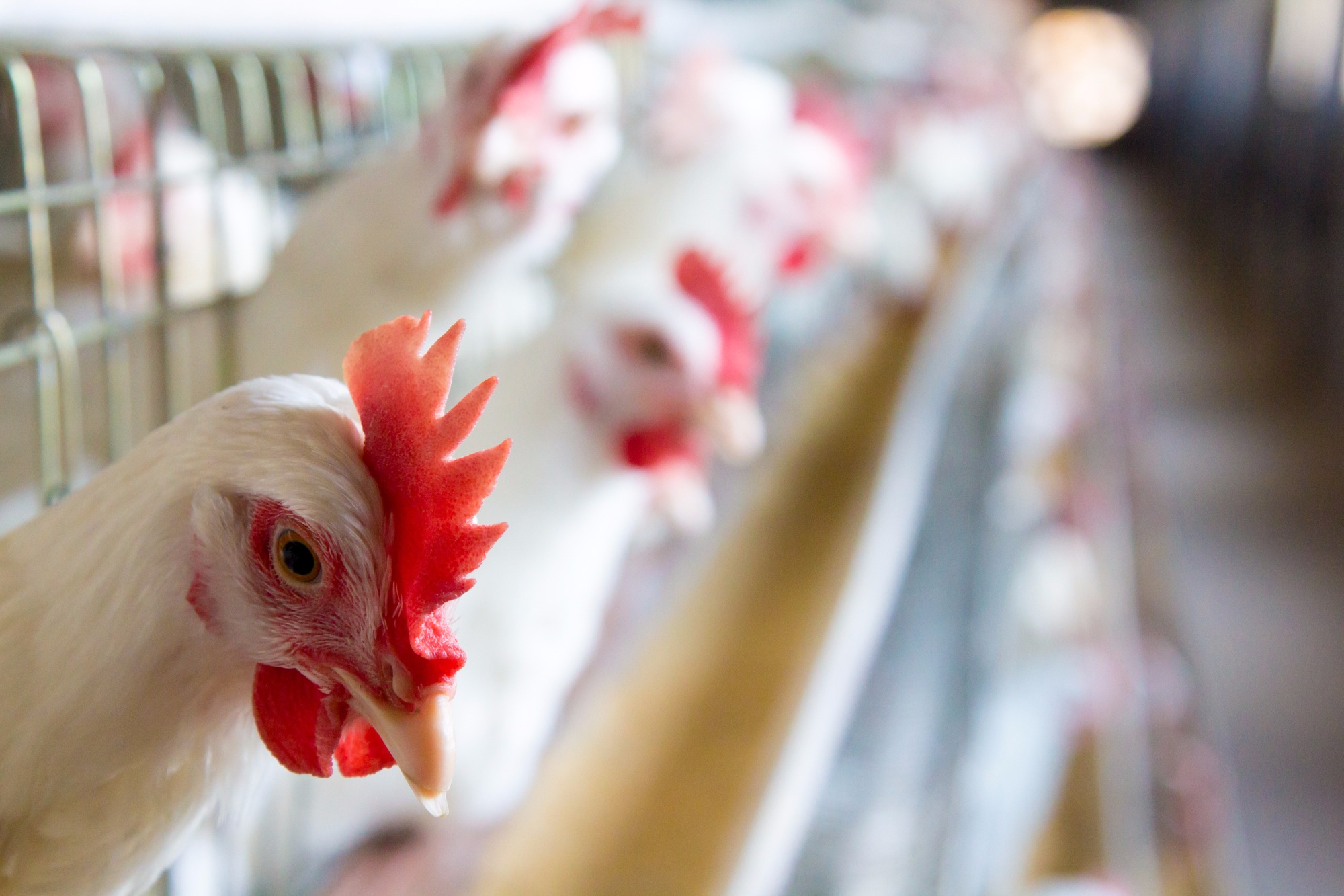 Granja investe no bem-estar das galinhas e produz 600 mil ovos por dia Granja investe no bem-estar das galinhas e produz 600 mil ovos por dia