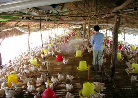 Avicultores da Bolivia piden reunión con el Gobierno para dar estabilidad a la producción de pollo