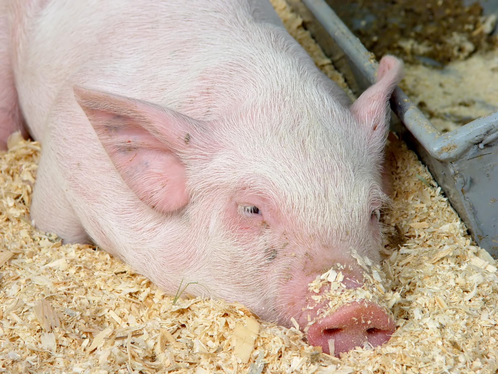 Chineses investigam uso de vacinas piloto contra a PSA Chineses investigam uso de vacinas piloto contra a PSA