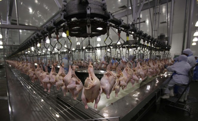 Diminuição do consumo de carne de frango afeta produtores