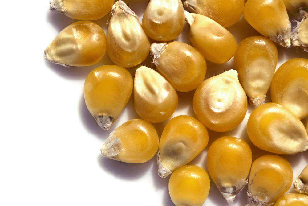 Mais 200 mil t de milho serão ofertadas em leilão para criadores