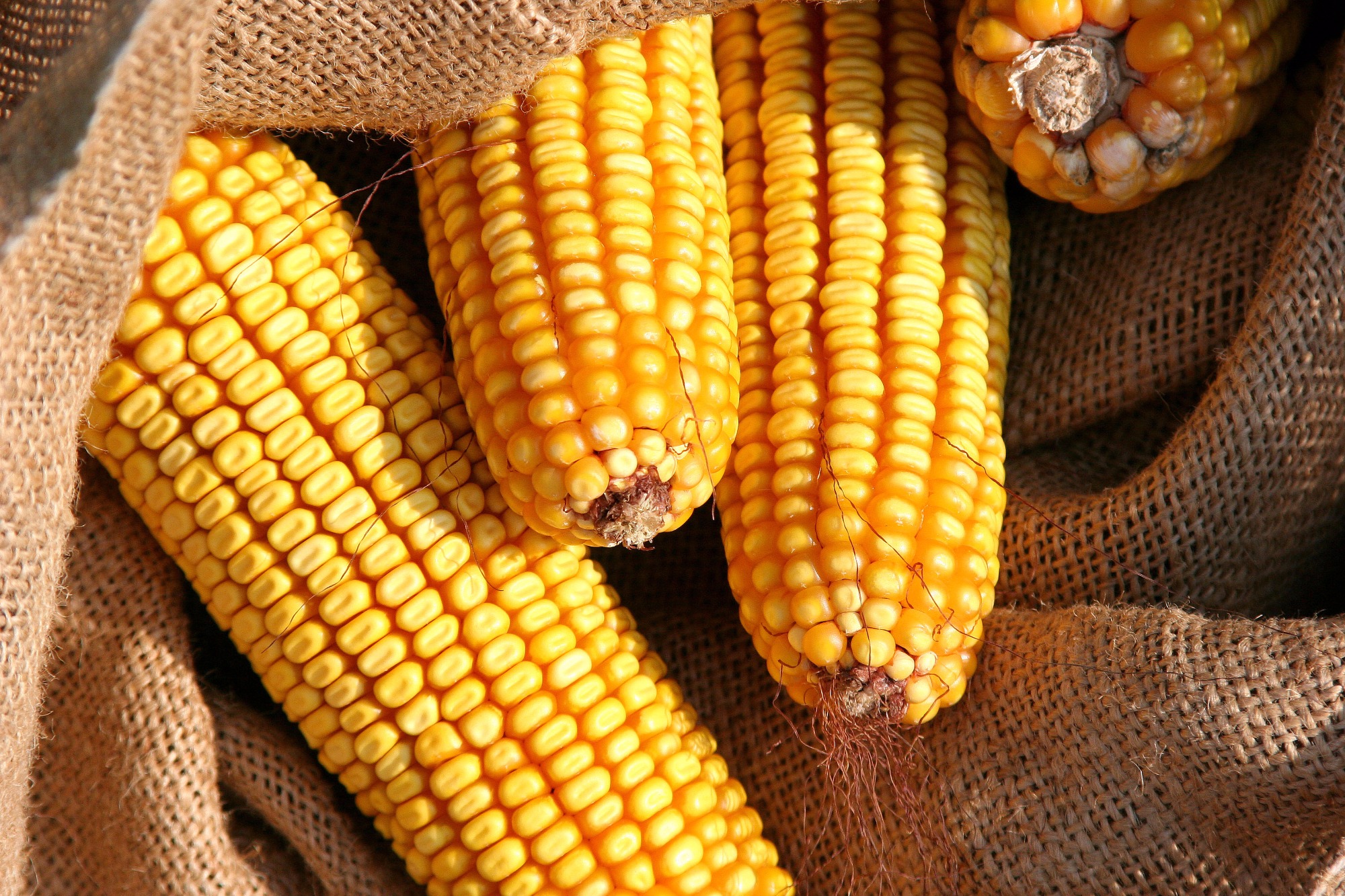 Executivo da empresa chinesa de ração pleiteia reforma da cota de milho