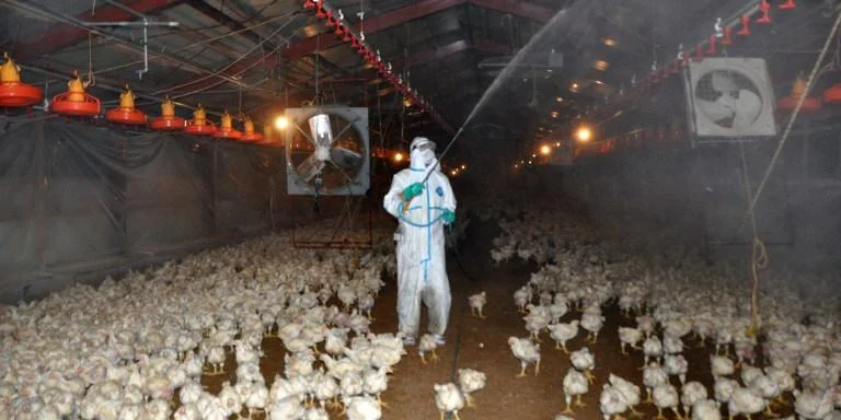 Honduras declara emergência sanitária devido à influenza aviária