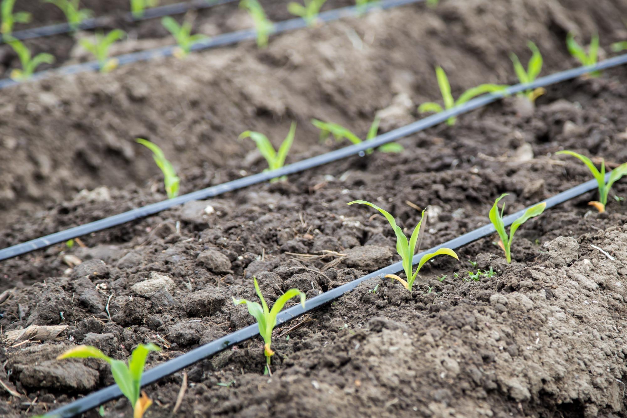 Avaliação do desempenho de gotejadores com uso de água residual da suinocultura