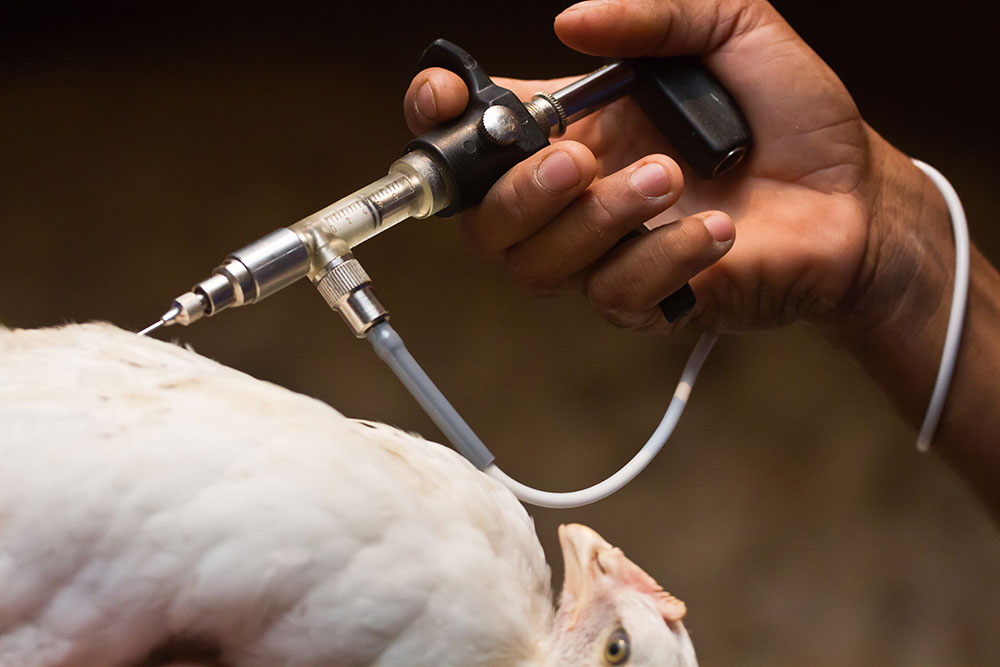 Como o processo de vacinação pode afetar a monitoria sorológica de aves de ciclo longo? Como o processo de vacinação pode afetar a monitoria sorológica de aves de ciclo longo?