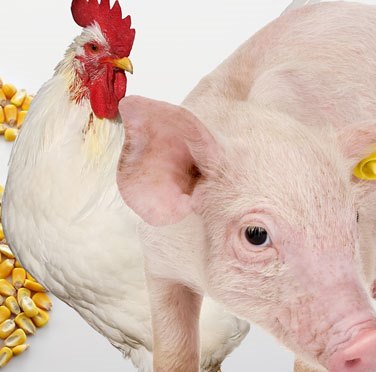 México se destaca mundialmente como produtor de proteína animal México se destaca mundialmente como produtor de proteína animal