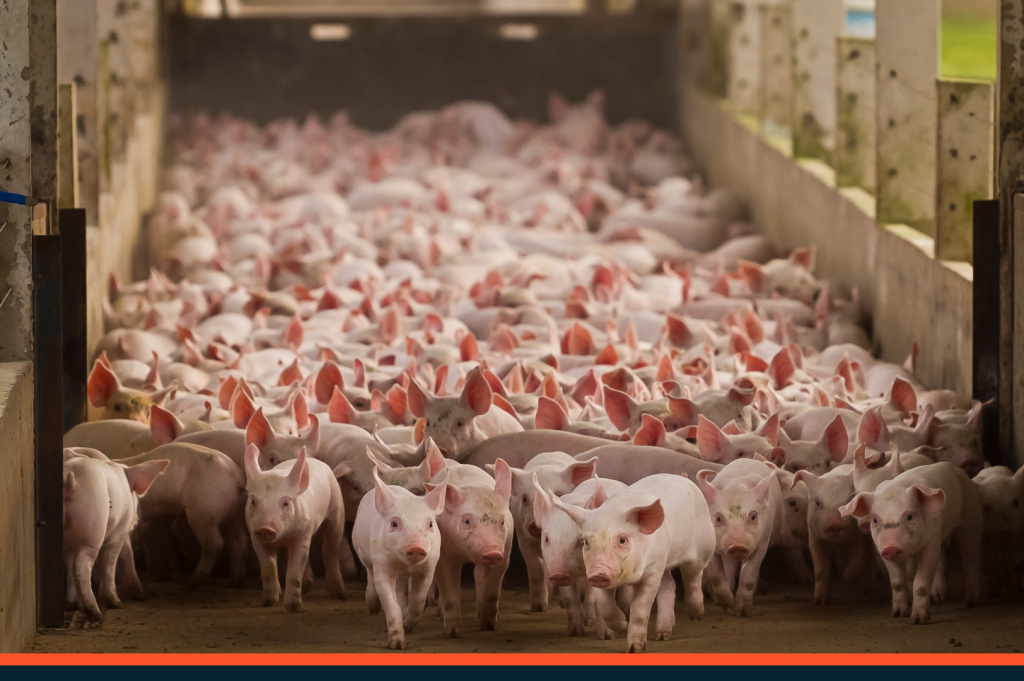 Produção de carne suína deve crescer 23,2% até a próxima década no Brasil