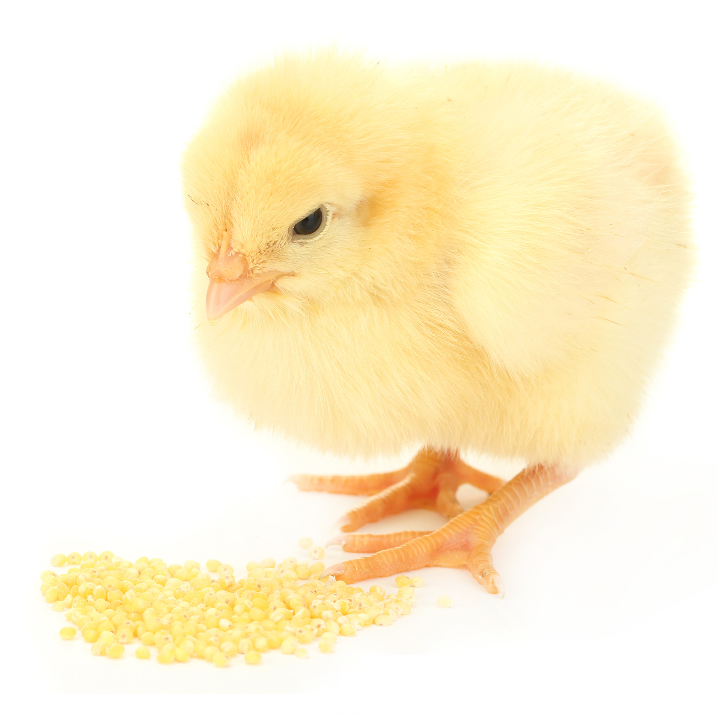 Comissão dá parecer favorável a projeto de lei que proíbe abate de pintos de um dia