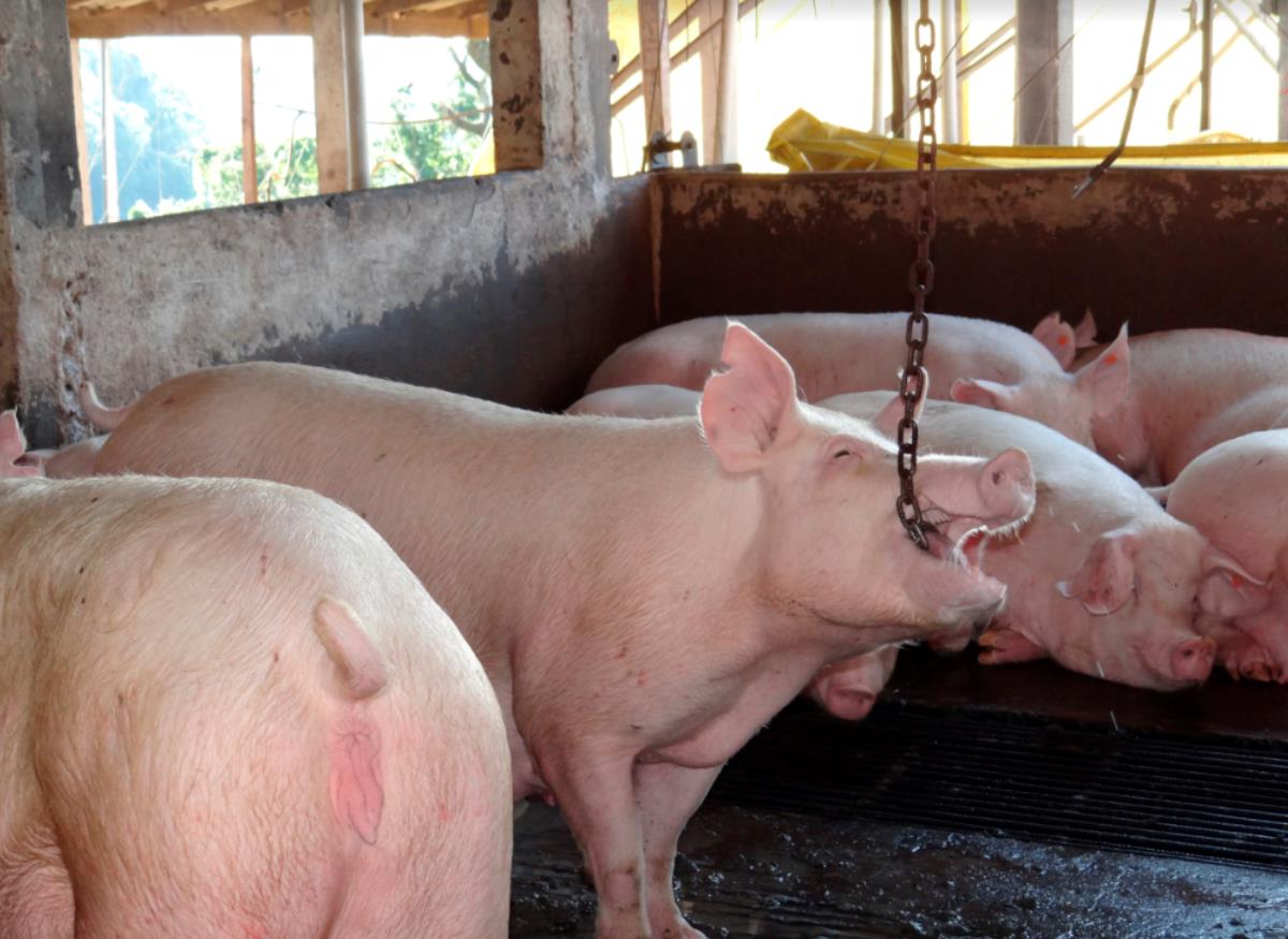 Produtores usam "brinquedos" para acalmar os suínos nas granjas