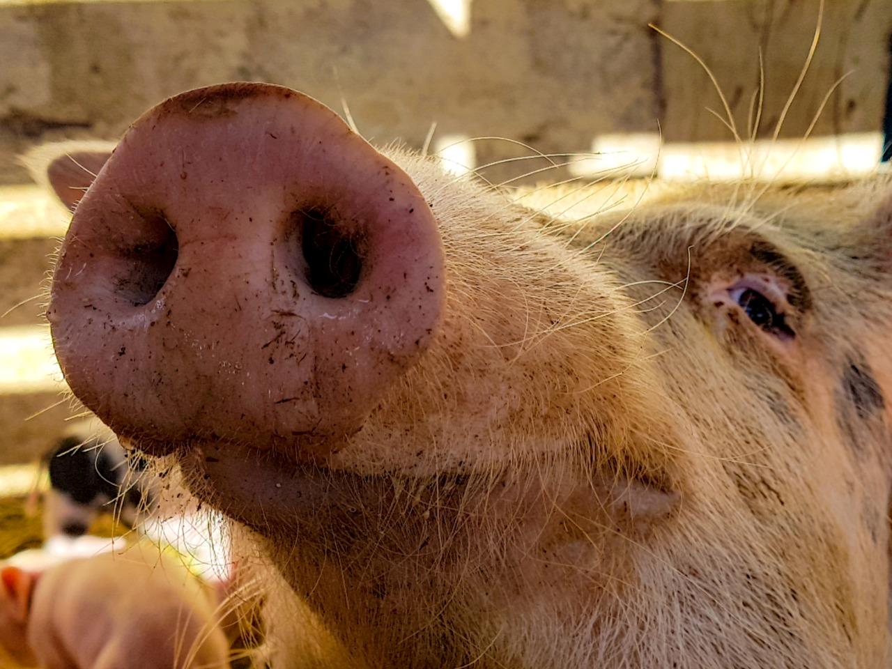 Você sabia que a qualidade do ar da sua granja pode interferir nos seus ganhos?