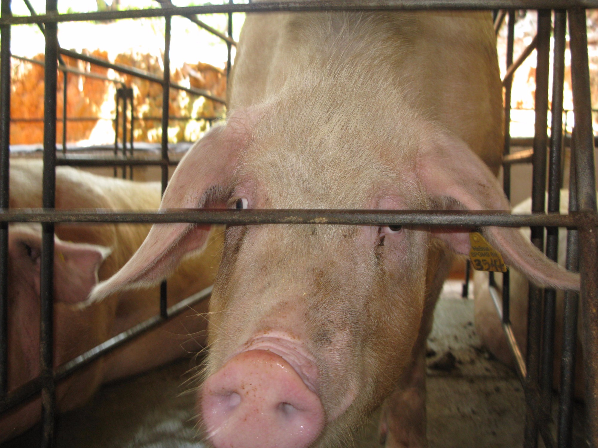 20 razões pelas quais a Ásia precisa temer a Peste Suína Africana 20 razões pelas quais a Ásia precisa temer a Peste Suína Africana