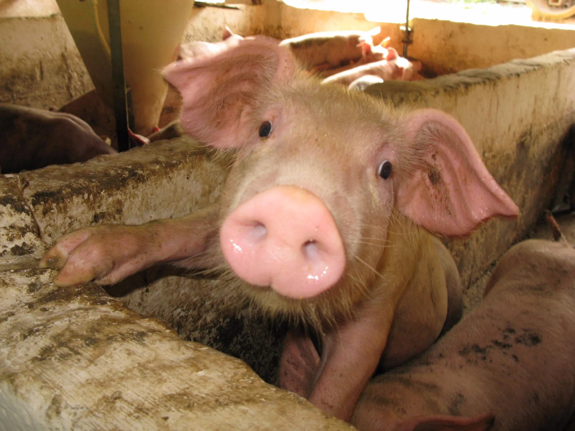 Província de Sichuan, na China, removerá restrições à criação de suínos