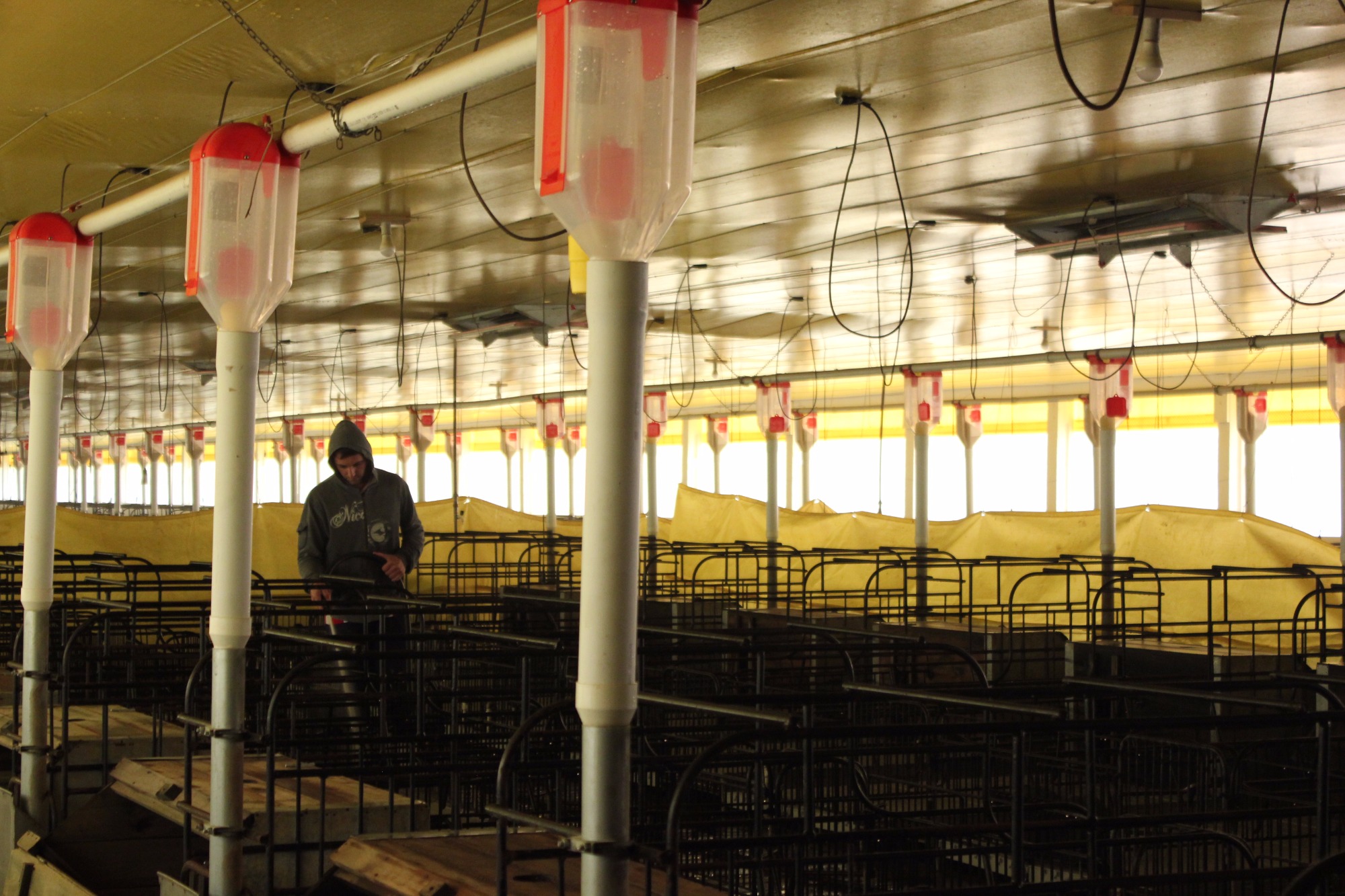 Software inédito no Brasil facilita a gestão de granjas de suínos