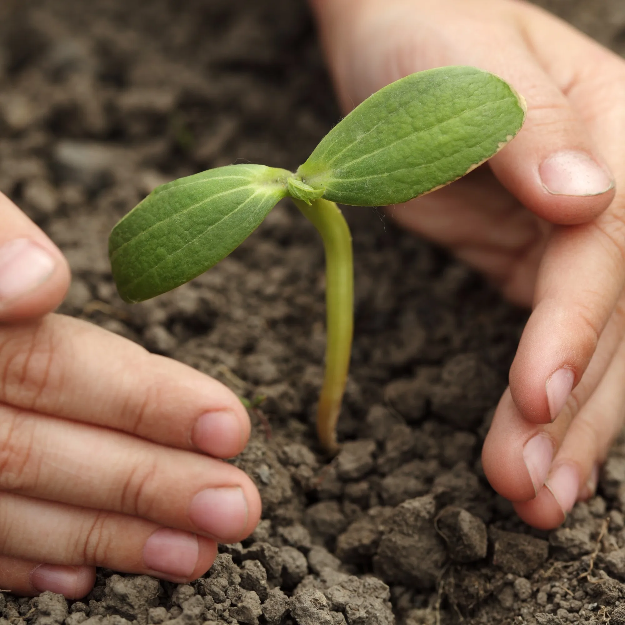 Mapa apresenta programa para reduzir emissão de carbono nas cadeias agropecuárias Mapa apresenta programa para reduzir emissão de carbono nas cadeias agropecuárias