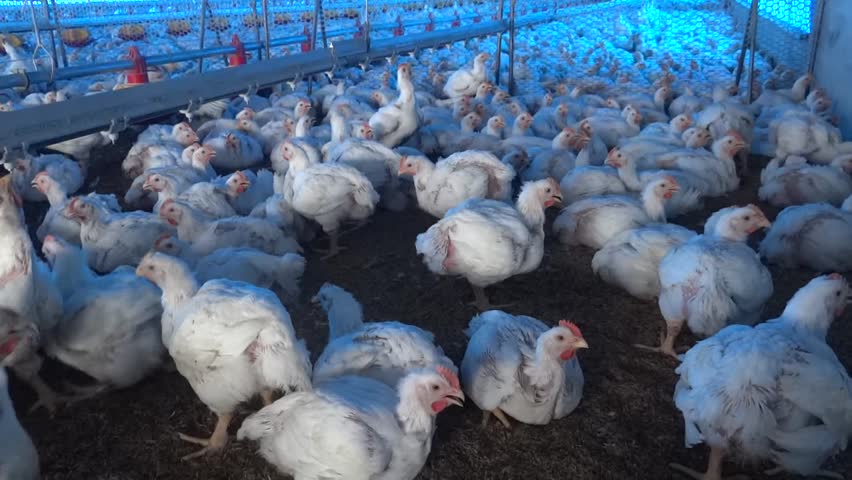 Sistema Blue House melhora produtividade em granjas