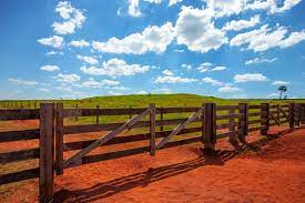 Holanda avança no fechamento de fazendas em busca de metas climáticas Holanda avança no fechamento de fazendas em busca de metas climáticas