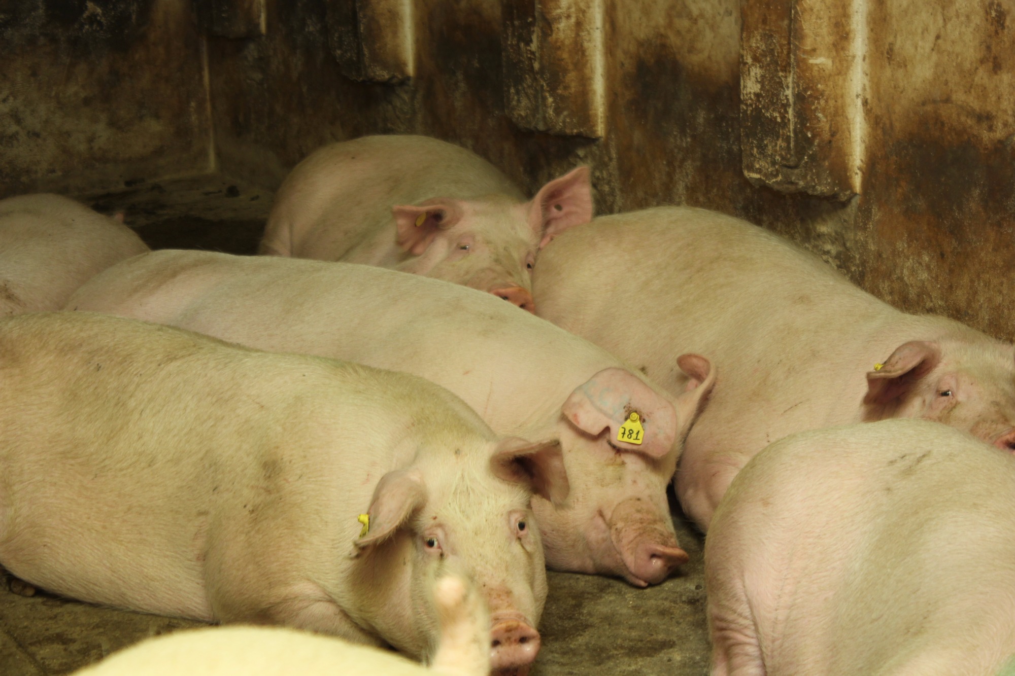 Peste Suina Africana e seu impacto no mercado global de carnes