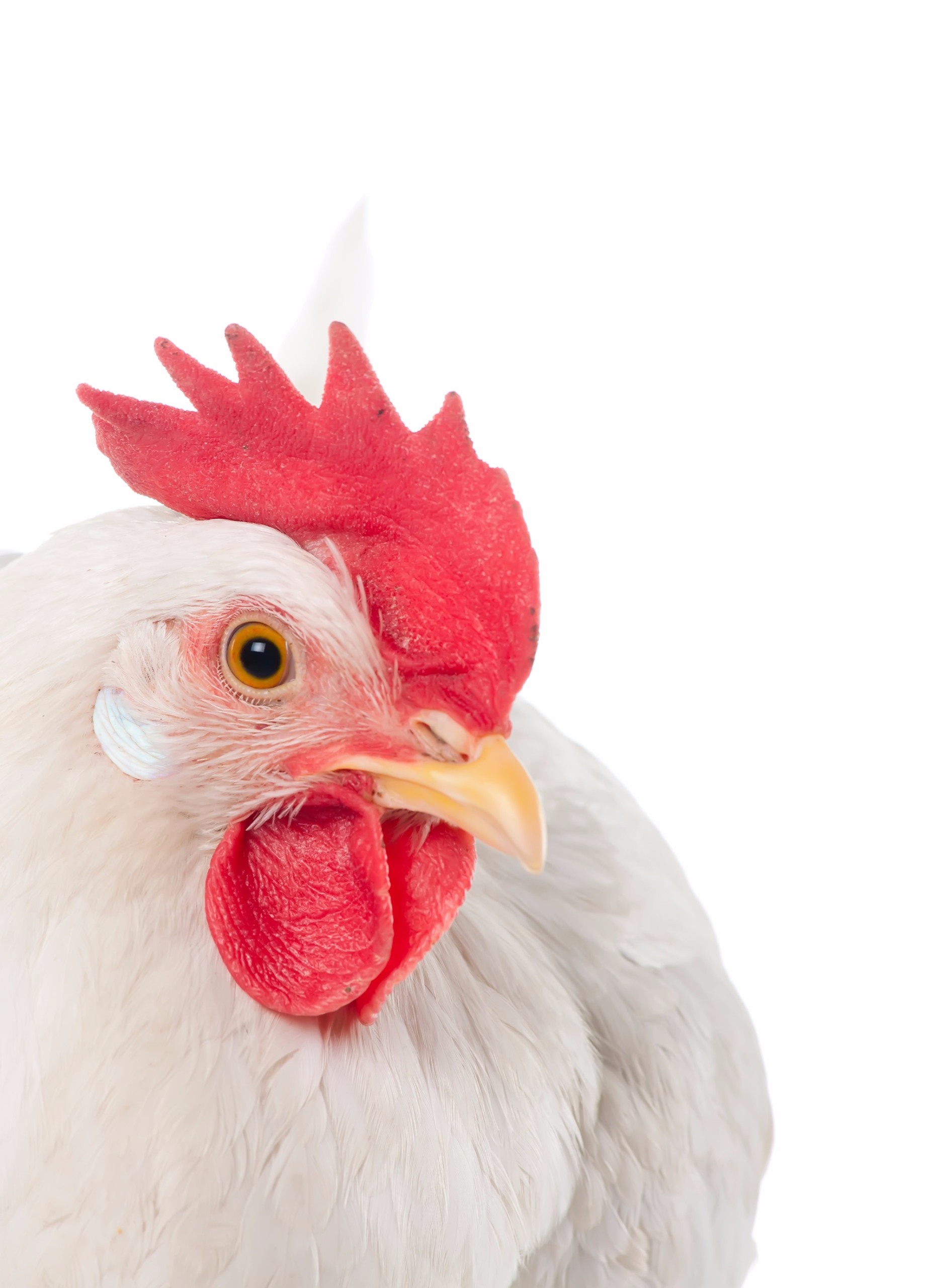 Por que vacinar Frangos de Corte contra a Pneumovirose aviária - por Eva Hunka Por que vacinar Frangos de Corte contra a Pneumovirose aviária - por Eva Hunka