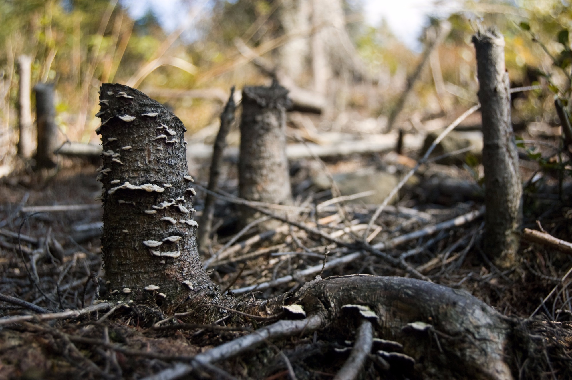 Amazônia já emite mais CO2 do que absorve, diz pesquisadora Amazônia já emite mais CO2 do que absorve, diz pesquisadora