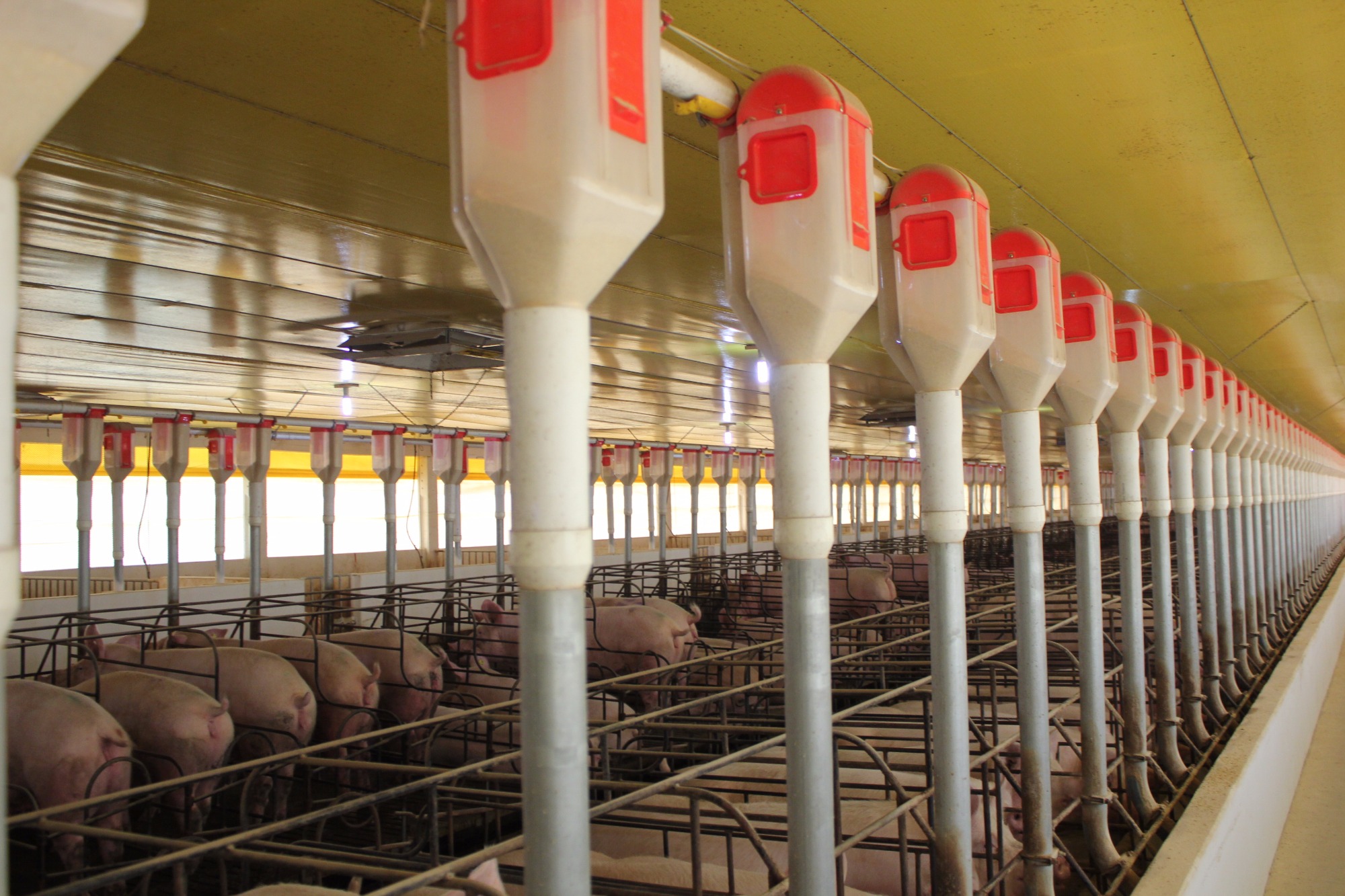 Plasson investe em suinocultura mirando conquistar 25% do mercado de equipamentos