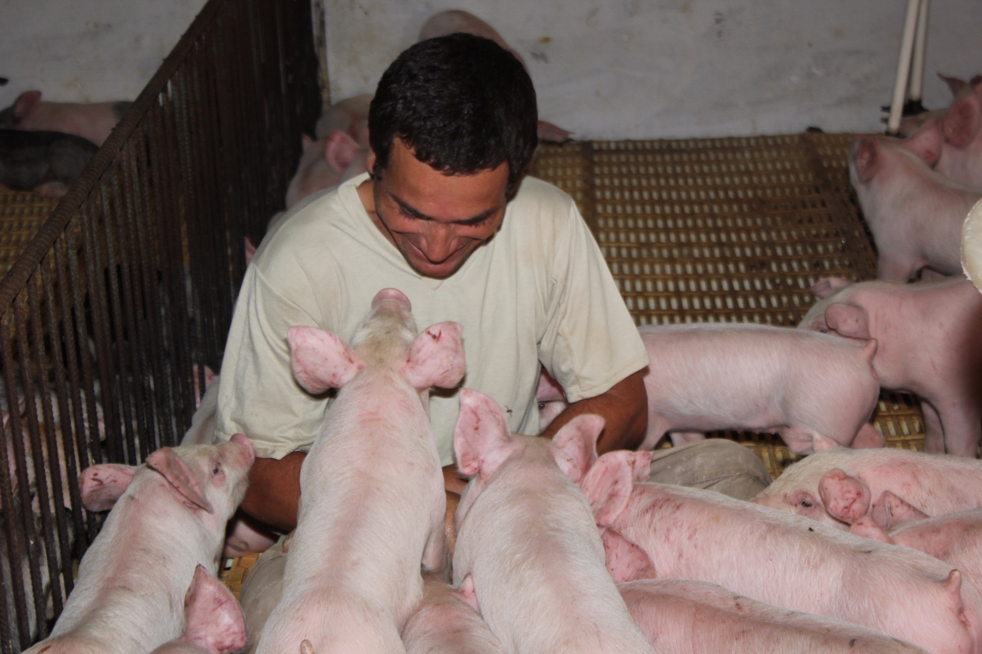 Informação é fator decisivo para manter-se no mercado suinícola