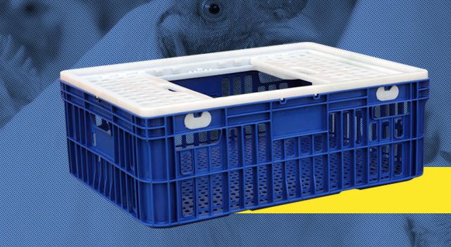 Transportar aves em gaiolas assegura qualidade e rendimento das carcaças
